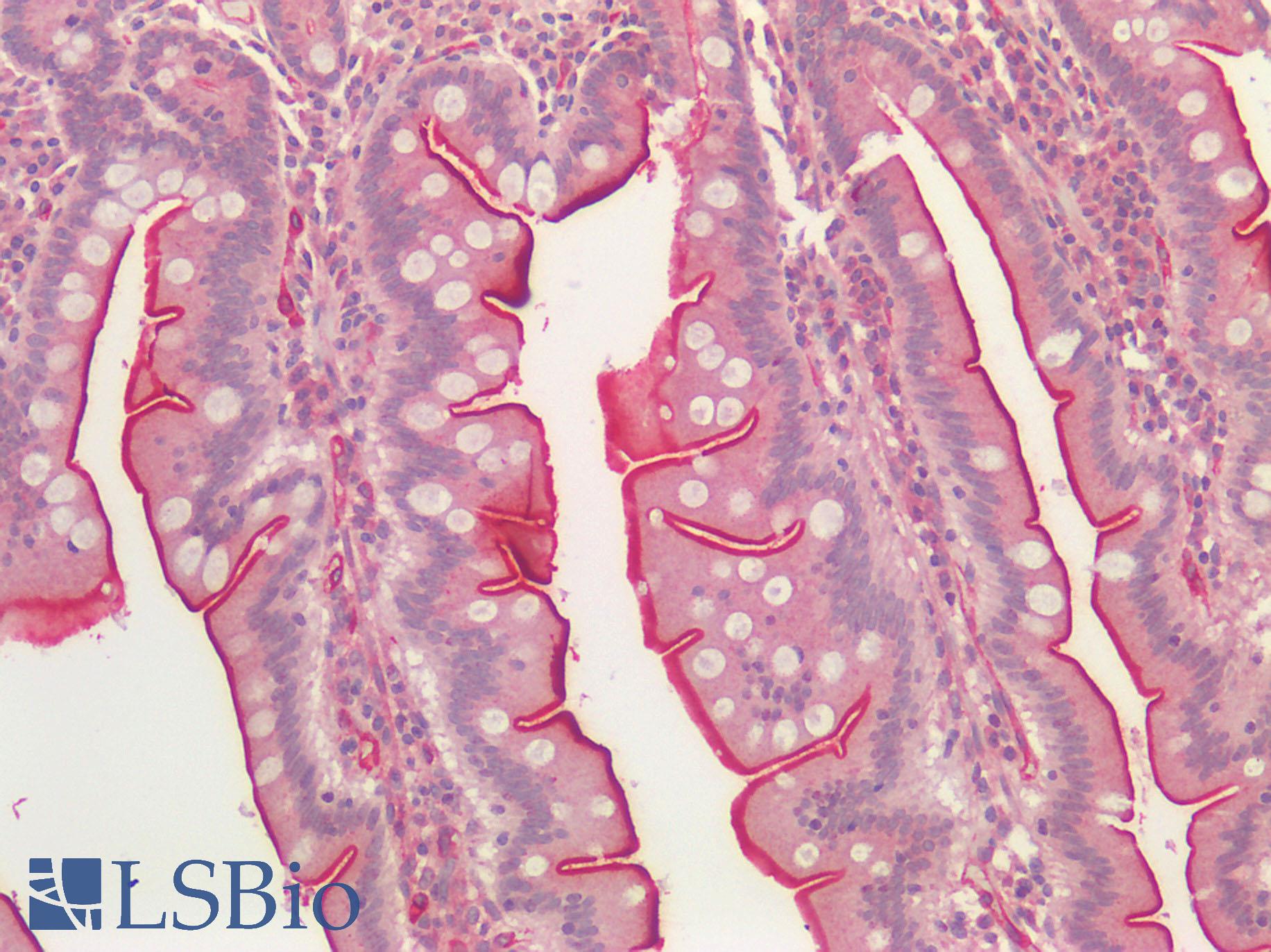 ACE / CD143 Antibody - Human Small Intestine: Formalin-Fixed, Paraffin-Embedded (FFPE)