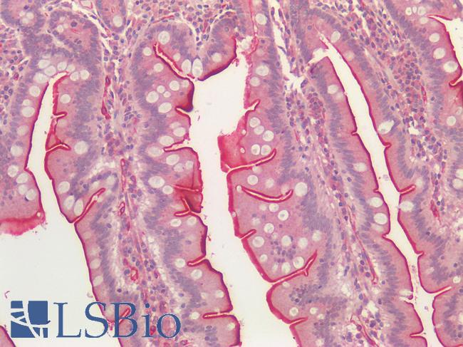 ACE / CD143 Antibody - Human Small Intestine: Formalin-Fixed, Paraffin-Embedded (FFPE)