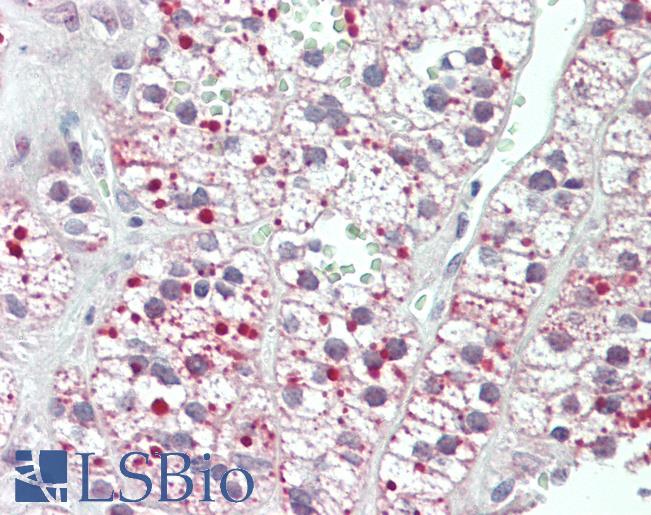 Acetyl-CoA Carboxylase / ACC Antibody - Anti-Acetyl-CoA Carboxylase / ACC antibody IHC staining of human adrenal. Immunohistochemistry of formalin-fixed, paraffin-embedded tissue after heat-induced antigen retrieval. Antibody concentration 5 ug/ml.