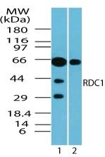 ACKR3 / CXCR7 Antibody - Western blot of human CXCR7/RDC1 in Jurkat cell lysate in the 1) absence and 2) presence of immunizing peptide using ACKR3 / CXCR7 Antibody at 5 ug/ml.