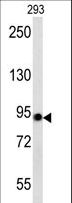ACO2 / Aconitase 2 Antibody - ACO2 western blot of 293 cell line lysates (35 ug/lane). The Aconitase antibody detected the Aconitase protein (arrow).