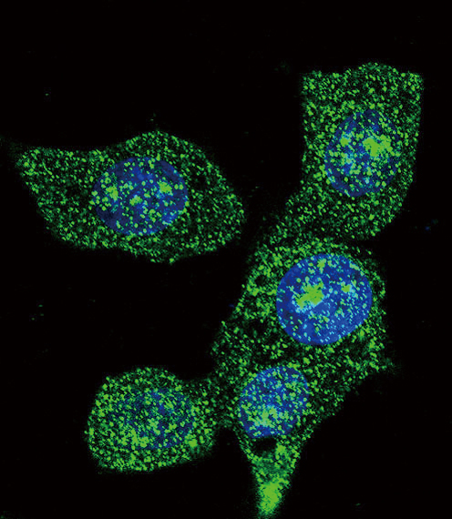 ACOX1 / ACOX Antibody - Confocal immunofluorescence of ACOX1 Antibody with HeLa cell followed by Alexa Fluor 488-conjugated goat anti-mouse lgG (green). DAPI was used to stain the cell nuclear (blue).