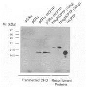 ACP1 / Acid Phosphatase Antibody -  CHO cells were transfected with either Vector (pSRa) or expression vector driving expression of HCPTPA (pSRa-LMWPTP), and harvested in Triton X-100 lysis buffer at 72 h after transfection. 2mg of lysate protein was incubated for 1 h with 10ml of sheep-anti-LMWPTP antibody containing anti-serum, and immuno-precipitated proteins recovered by Protein A/G were separated on PAGE (12%), and HCPTPA detected using a mouse anti-sheep monoclonal antibody.