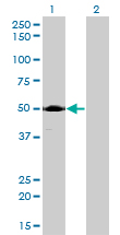 ACP2 / Acid Phosphatase 2 Antibody - Western blot of ACP2 expression in transfected 293T cell line by ACP2 monoclonal antibody (M01), clone M1-4A12.