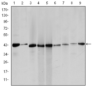 ACTA2 / Smooth Muscle Actin Antibody - Western blot using ACTA2 mouse monoclonal antibody against HeLa (1), Jurkat (2), HepG2 (3), MCF-7 (4), A431 (5), A549 (6), PC-12 (7), NIH/3T3 (8) and Cos7 (9) cell lysate.