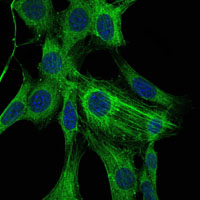 ACTA2 / Smooth Muscle Actin Antibody - Immunofluorescence of NIH/3T3 cells using ACTA2 mouse monoclonal antibody (green). Blue: DRAQ5 fluorescent DNA dye.