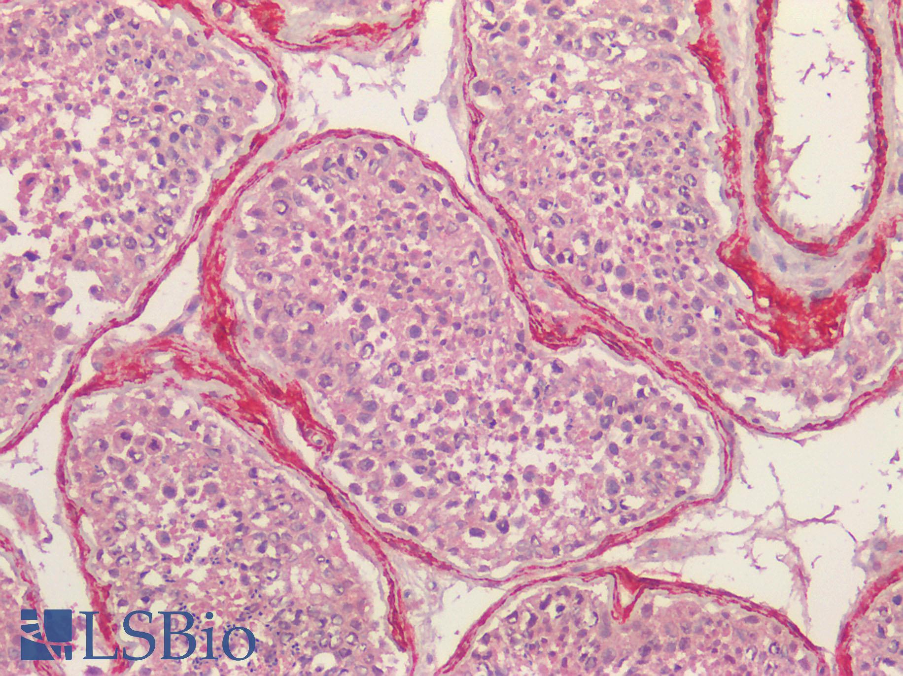 ACTA2 / Smooth Muscle Actin Antibody - Human Testis: Formalin-Fixed, Paraffin-Embedded (FFPE) HIER using 10 mM sodium citrate buffer pH 6.0
