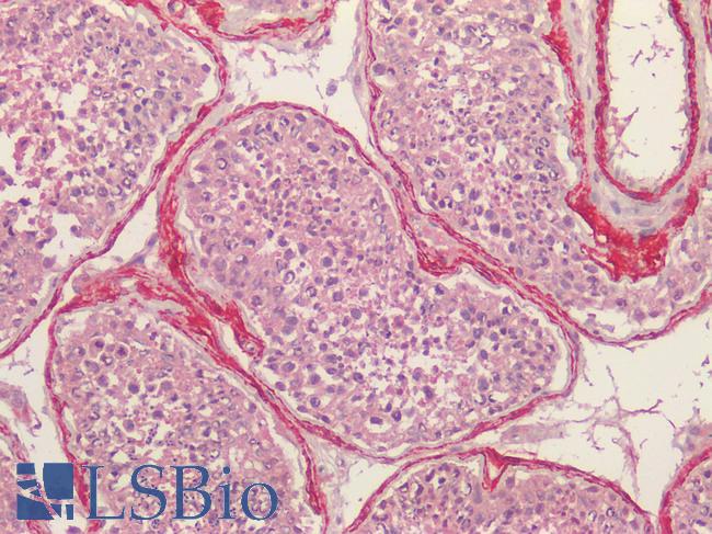 ACTA2 / Smooth Muscle Actin Antibody - Human Testis: Formalin-Fixed, Paraffin-Embedded (FFPE) HIER using 10 mM sodium citrate buffer pH 6.0