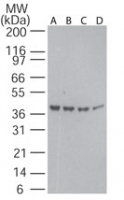 ACTB / Beta Actin Antibody - Western blot of beta actin in decreasing amounts of human ovary tissue lysate using antibody at 0.25 ug/ml: A) 40 ug, B) 30 ug, C) 20 ug, and D) 10 ug per lane.