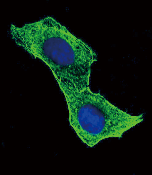 ACTB / Beta Actin Antibody - Confocal immunofluorescence of ACTB Antibody with HeLa cell followed by Alexa Fluor 488-conjugated goat anti-mouse lgG (green). DAPI was used to stain the cell nuclear (blue).