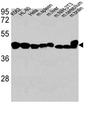 ACTB / Beta Actin Antibody - Western blot of anti-ACTB Antibody in K562, HL-60,HeLa cell line, mouse spleen, mouse liver tissue lysates, mouse NIH-3T3 cell line lysate and mouse cerebellum, mouse brain tissue lysates (35 ug/lane). ACTB (arrow) was detected using the purified antibody.