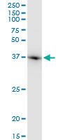 ACTB / Beta Actin Antibody - Western blot of ACTB expression in NIH/3T3.