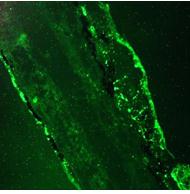 ACTB / Beta Actin Antibody - Immunofluorescence staining of 3 days old zebrafish embryo