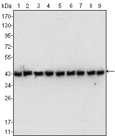 ACTB / Beta Actin Antibody - Western blot using beta-Actin mouse monoclonal antibody against NIH/3T3 (1), Jurkat (2), HeLa (3), CHO (4), PC12 (5), HEK293 (6), COS (7), A549 (8) and MCF-7 (9) cell lysate.