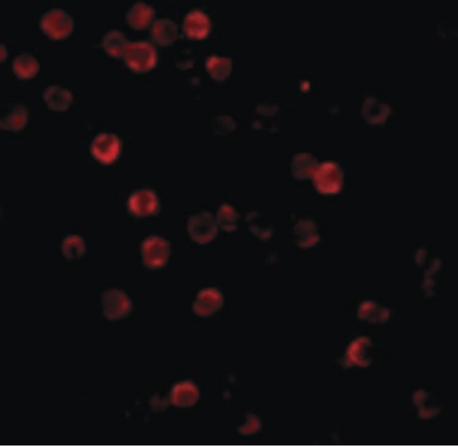 ACTB / Beta Actin Antibody - Immunofluorescence of Beta-actin in HeLa cells with Beta-actin antibody at 20 ug/ml.