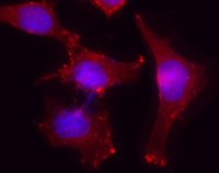 ACTB / Beta Actin Antibody - Immunofluorescent microscope analysis of Hela cells using Poly6221, followed by Rhodamine Red-X goat anti-rabbit IgG and DAPI.