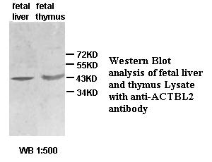 ACTBL2 Antibody