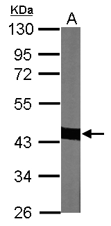ACTC1 / Alpha Cardiac Actin Antibody - Sample (30 ug of whole cell lysate). A: NIH-3T3. 10% SDS PAGE. ACTC1 / Alpha-Cardiac Actin antibody diluted at 1:1000.
