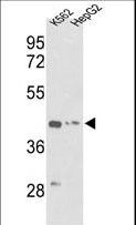 ACTG1 / Gamma Actin Antibody - Western blot of ACTG1 Antibody in K562, HepG2 cell line lysates (35 ug/lane). ACTG1 (arrow) was detected using the purified antibody.
