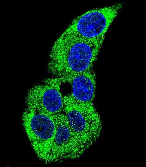 ACTG1 / Gamma Actin Antibody - Confocal immunofluorescence of ACTG1 Antibody with HepG2 cell followed by Alexa Fluor 488-conjugated goat anti-rabbit lgG (green). DAPI was used to stain the cell nuclear (blue).