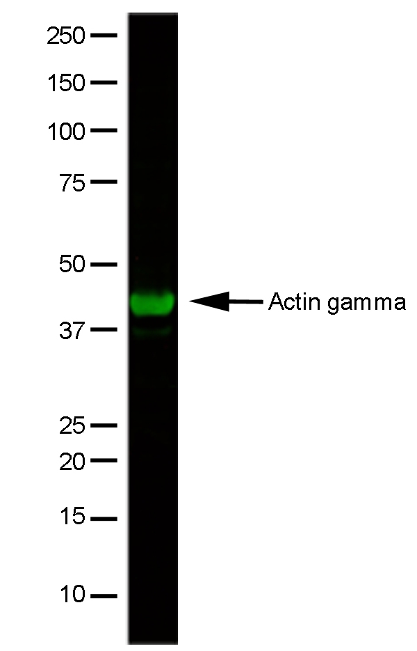 ACTG1 / Gamma Actin Antibody - HeLa whole cell lysate stained with Mouse anti-Human Actin Gamma followed by Rabbit F(ab')2 anti-Mouse IgG:DyLight800 . Visualized using the LiCOR Odyssey imager