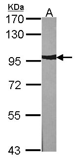 ACTN2 Antibody - Sample (30 ug of whole cell lysate). A: NIH-3T3. 7.5% SDS PAGE. ACTN2 antibody diluted at 1:1000.