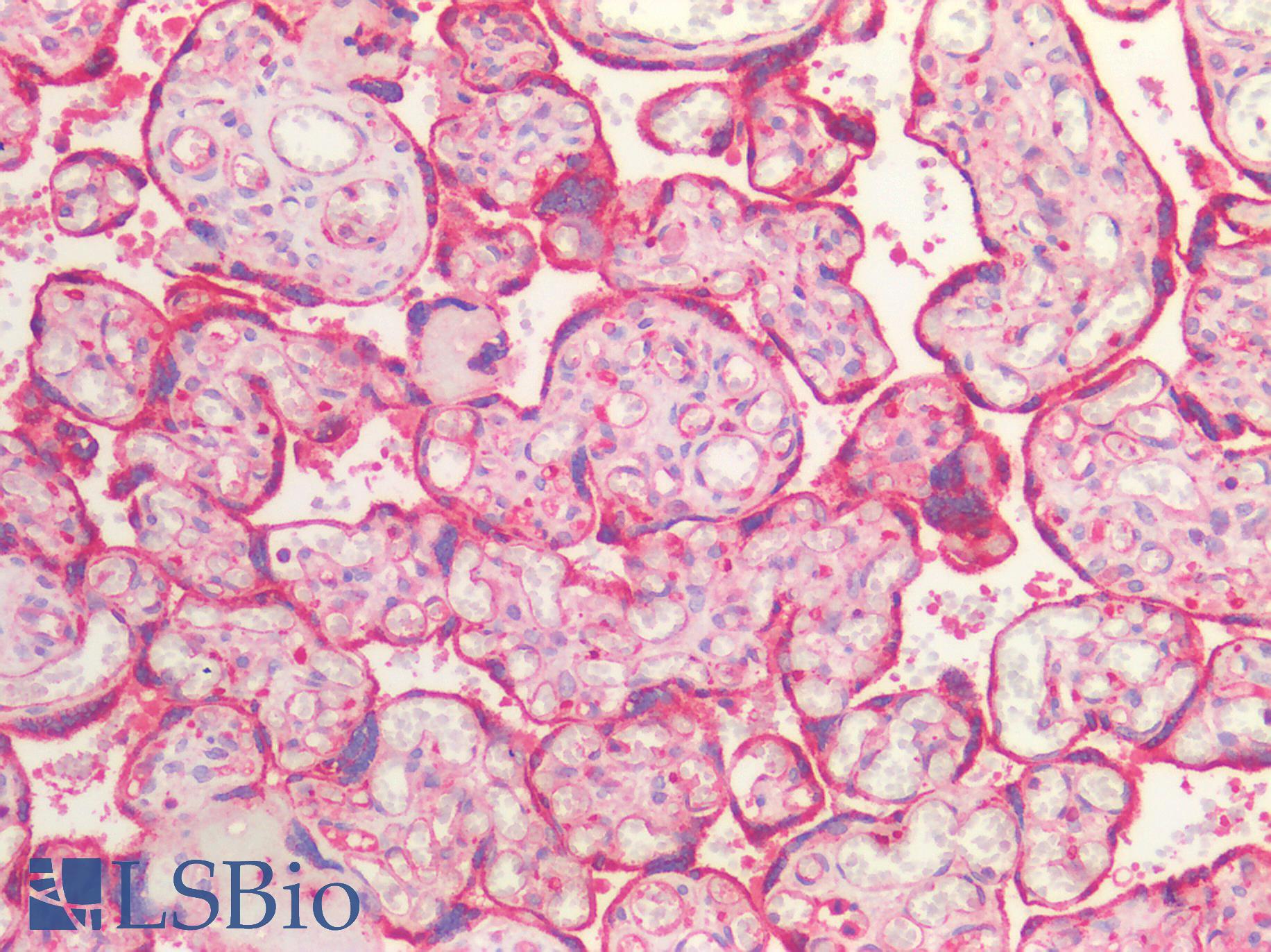 ACVR2 / ACVR2A Antibody - Human Placenta: Formalin-Fixed, Paraffin-Embedded (FFPE)