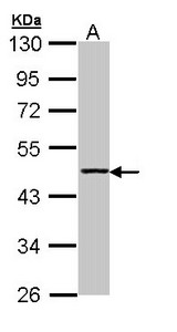 ACY1 / Aminoacylase 1 Antibody - Sample (30 ug of whole cell lysate). A: H1299. 10% SDS PAGE. ACY1 antibody diluted at 1:1000. 