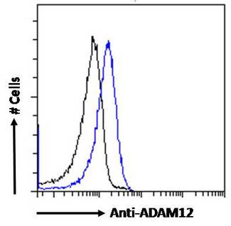 ADAM12 Antibody - ADAM12 antibody flow cytometric analysis of paraformaldehyde fixed HeLa cells (blue line), permeabilized with 0.5% Triton. Primary incubation 1hr (10ug/ml) followed by Alexa Fluor 488 secondary antibody (0.4ug/ml). IgG control: Unimmunized goat IgG (black line) followed by Alexa Fluor 488 secondary antibody.