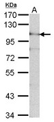 ADAM15 Antibody - Sample (30 ug of whole cell lysate). A: NIH-3T3. 7.5% SDS PAGE. ADAM15 antibody. ADAM15 antibody diluted at 1:1000. 