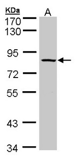 ADAM33 Antibody - Sample (30 ug of whole cell lysate). A: Raji. 7.5% SDS PAGE. ADAM33 antibody diluted at 1:500