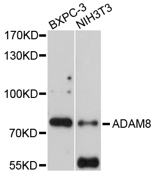 ADAM8 Antibody - Western blot analysis of extracts of various cell lines, using ADAM8 antibody at 1:1000 dilution. The secondary antibody used was an HRP Goat Anti-Rabbit IgG (H+L) at 1:10000 dilution. Lysates were loaded 25ug per lane and 3% nonfat dry milk in TBST was used for blocking. An ECL Kit was used for detection and the exposure time was 30s.