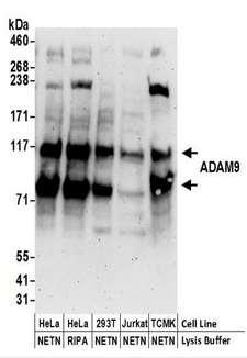 ADAM9 Antibody - Detection of Human and Mouse ADAM9 by Western Blot. Samples: Whole cell lysate (50 ug) prepared using NETN or RIPA buffer from HeLa, 293T, Jurkat, and mouse TCMK-1 cells. Antibodies: Affinity purified rabbit anti-ADAM9 antibody used for WB at 0.04 ug/ml. Detection: Chemiluminescence with an exposure time of 3 minutes.
