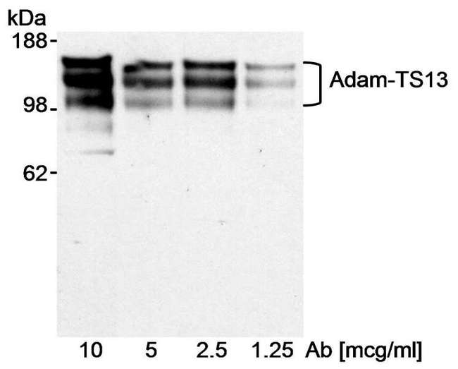 ADAMTS13 Antibody - Detection of Recombinant Human Adam-TS13 by Western Blot. Samples: Purified recombinant Adam-TS13. Antibody: Affinity purified goat anti-ADAM-TS13 antibody used at the indicated concentrations. Detection: Chemiluminescence with an exposure time of approximately 30 seconds.