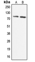 ADCK3 / CABC1 Antibody - Western blot analysis of CABC1 expression in HeLa (A); U251MG (B) whole cell lysates.