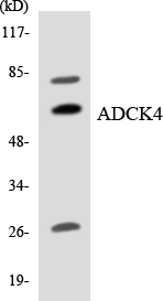 ADCK4 Antibody - Western blot analysis of the lysates from HeLa cells using ADCK4 antibody.