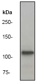 ADD1 / Adducin Alpha Antibody - Western blot analysis on HeLa cell lysate using ADD1 antibody, dilution 1:50000.
