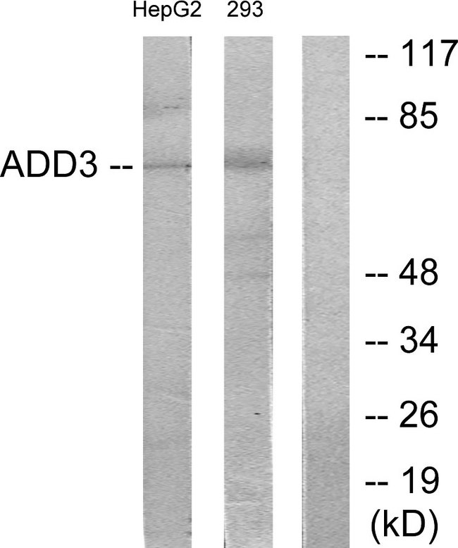 ADD3 Antibody - Western blot analysis of lysates from HepG2 and 293 cells, using ADD3 Antibody. The lane on the right is blocked with the synthesized peptide.