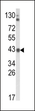 ADH5 Antibody - Western blot of ADH5 Antibody in K562 cell line lysates (35 ug/lane). ADH5 (arrow) was detected using the purified antibody.