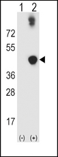 ADH5 Antibody - Western blot of ADH5 (arrow) using rabbit polyclonal ADH5 Antibody. 293 cell lysates (2 ug/lane) either nontransfected (Lane 1) or transiently transfected (Lane 2) with the ADH5 gene.