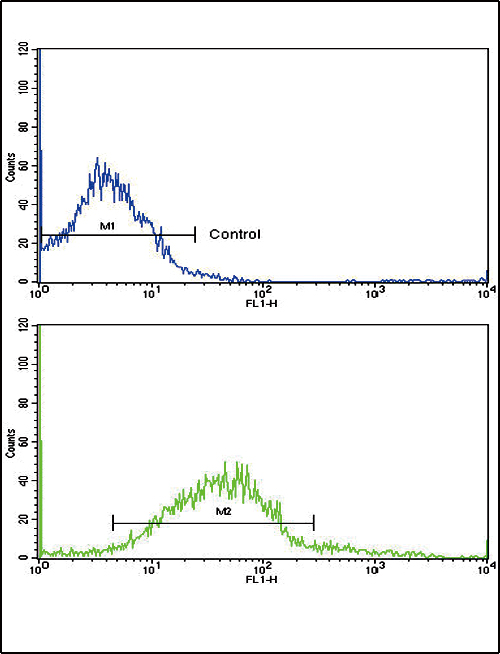 ADH5 Antibody - Flow cytometric of K562 cells using ADH5 Antibody (bottom histogram) compared to a negative control cell (top histogram). FITC-conjugated goat-anti-rabbit secondary antibodies were used for the analysis.
