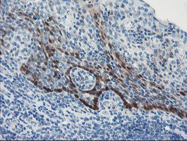 ADH7 Antibody - IHC of paraffin-embedded Human tonsil using anti-ADH7 mouse monoclonal antibody. At a dilution of 1:150.