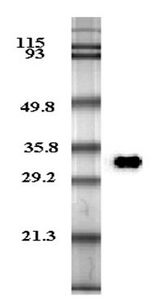 Adiponectin Antibody - Western Blot analysis of human plasma adiponectin using anti-Adiponectin (human), mAb (HADI 773) at 0.2 ug/ml.