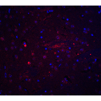Adiponectin Antibody - Immunofluorescence of Adiponectin in mouse brain tissue with Adiponectin antibody at 20 µg/mL.Red: Adiponectin Antibody  Blue: DAPI staining