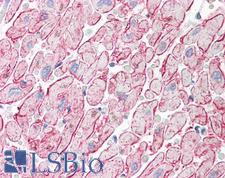 Adiponectin Antibody - Anti-Adiponectin antibody IHC of human heart. Immunohistochemistry of formalin-fixed, paraffin-embedded tissue after heat-induced antigen retrieval. Antibody concentration 5 ug/ml.