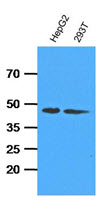 ADK / Adenosine Kinase Antibody - Cell lysates (35 ug) were resolved by SDS-PAGE, transferred to PVDF membrane and probed with anti-human ADK (1:1000). Proteins were visualized using a goat anti-mouse secondary antibody conjugated to HRP and an ECL detection system.