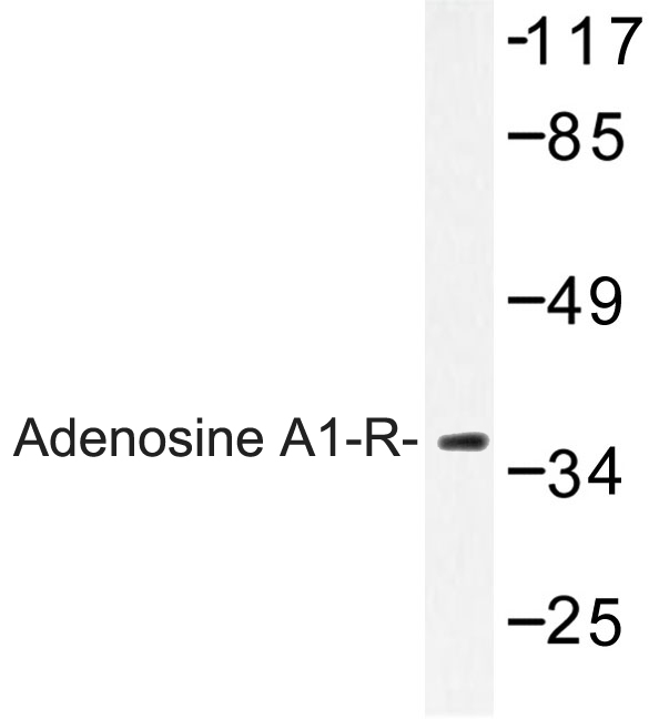 ADORA1 / Adenosine A1 Receptor Antibody - Western blot of Adenosine A1-R (D326) pAb in extracts from MCF-7 cells.