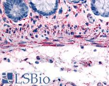 ADRA1B / Adrenoceptor alpha 1B Antibody - Anti-ADRA1B antibody IHC of human smooth muscle cells. Immunohistochemistry of formalin-fixed, paraffin-embedded tissue after heat-induced antigen retrieval.