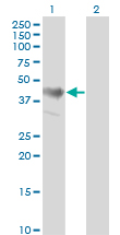 ADRM1 Antibody - Western blot of ADRM1 expression in transfected 293T cell line by ADRM1 monoclonal antibody (M02), clone 3D11.