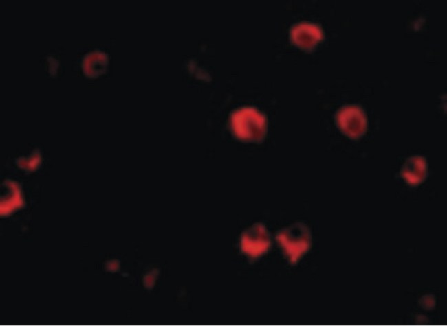 AES / Groucho Antibody - Immunofluorescence of AES in 293 cells with AES antibody at 20 ug/ml.